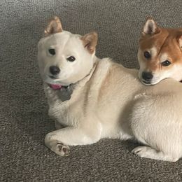 Shiba Inu from Merit Breeds