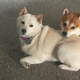 Shiba Inu from Merit Breeds