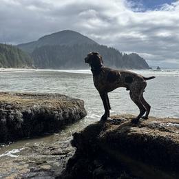 German Shorthaired Pointer All Grown Up from Holding Hands Farm