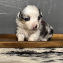 Megan - Blue female Companion Cross puppy in Post Falls, Idaho from Splootin’ around Corgi’s