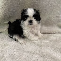 Boy 1 - Shih Tzu puppy in Georgia from Shih Tzu is a Heaven
