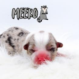 Meeko - Blue merle and white male American Corgi puppy in Star City, Arkansas from T4 Farms