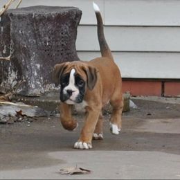 Boxer Puppies from WildRiver Boxers