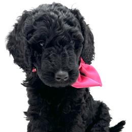 "Female " Goldendoodle Puppies from Smoodles