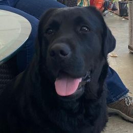 Red - Labrador Retriever