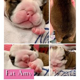 English Bulldog Puppies from Spice O’ Life Bulldogs