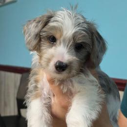 Ray - Parti male Yorkipoo puppy in Cottageville, South Carolina from Mandy's Yorkie's , Yorkiepoo's & Maltipoo's