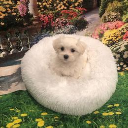 Petals - White female Maltese puppy in North Myrtle Beach, South Carolina from Perfect Puppies