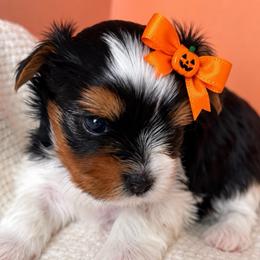 Chanel - Black tan and white female Biewer Terrier puppy in Concord, California from Puppy Boutique