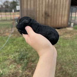 Shadow - Black male Poodle puppy in Nashville, Arkansas from Cuddles n Curls