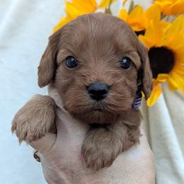 Brooklyn - Red female Cavapoo puppy in Placerville, California from Quartz Mountain Doodles