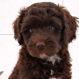 Aussiedoodles, Goldendoodles, and Labradoodles from Southern Olive Doodles 🫒