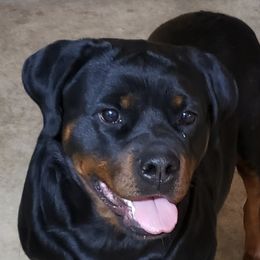 Boca - Rottweiler