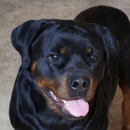 Boca - Rottweiler