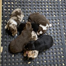Australian Shepherd Puppies from Beachin' Aussies
