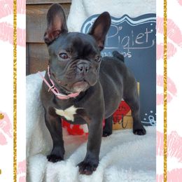 Piglet - French Bulldog