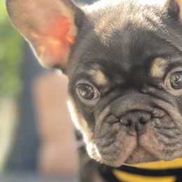Winchester - French Bulldog puppy in League City, Texas from Baby Bear Frenchies