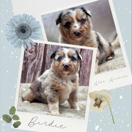 Birdie - Blue female Companion Cross puppy in Artois, California from Aloe Aussies