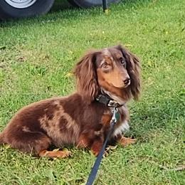 Blazer - Dachshund