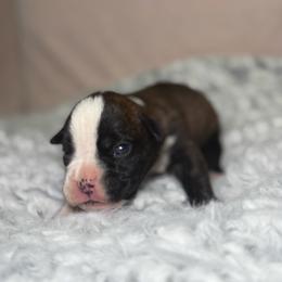 Crimson King - Brindle male Boxer puppy in Russellville, Missouri from Soaring Royalty Canines LLC
