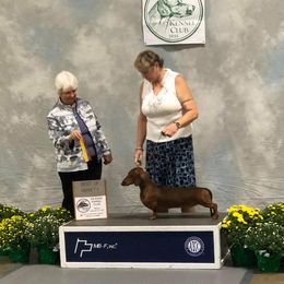 Dachshund All Grown Up from Woodshafen