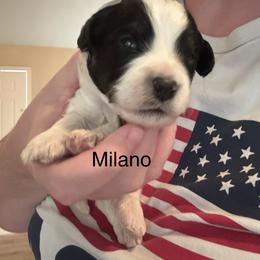 Milano - Tri-color male Bernedoodle puppy in Eagle Mountain, Utah from Liberty Farms Puppies