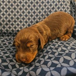 Boy 2 - Chocolate and tan male Dachshund puppy in New Castle, Colorado from Shaffers low riding weiners