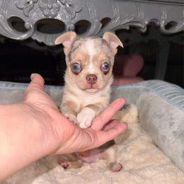 Bubblegum 3,500 - Blue merle male Chihuahua puppy in Naples, Florida from Naples Tiny Dogs