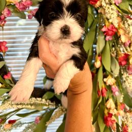 Girl 3 - Black and white female Shichon puppy in Seymour, Tennessee from Mel’s Teddy Bear Puppies
