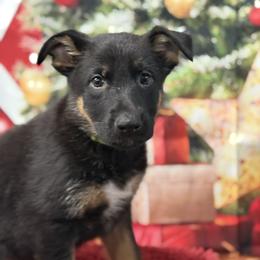 Dippy - Bi-color female German Shepherd puppy in Inverness Highlands South, Florida from Von der Tetiaroa German Shepherd dogs