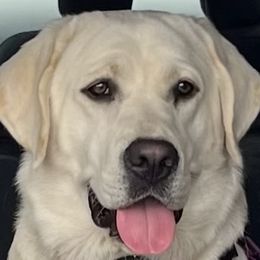 Sammie - Labrador Retriever