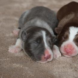 Jasper - Slate male Border Collie puppy in Courtland, Alabama from C Bar C Ranch Border Collies