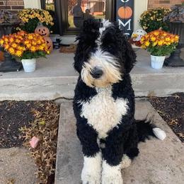 Bernedoodle All Grown Up from Backwoods Bernedoodles