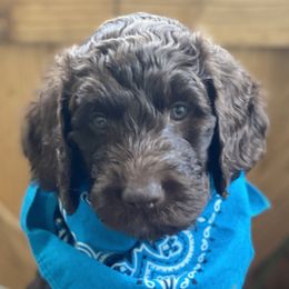 Girl 4 - Chocolate Australian Labradoodle puppy in Kingwood, Texas from Big Tex Australian Labradoodles