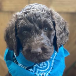 Girl 4 - Chocolate Australian Labradoodle puppy in Kingwood, Texas from Big Tex Australian Labradoodles