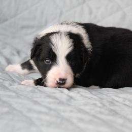 Blk male 1 - Black male Border Collie puppy in Tylertown, Mississippi from Cool Meadow Farms