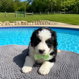 Cadet. - male Australian Mountain Doodle puppy in Batavia, Ohio from Donciedoodlesohio.com