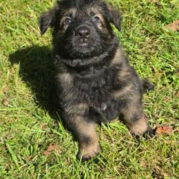 Light blue collar(noble) - Sable male German Shepherd puppy in Oscoda, Michigan from Sstar
