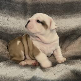 Bulldog Puppies from Semper Fi Bulldogs