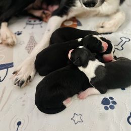 Border Collie and German Shepherd Puppies from Von Guadachi German Shepherds & Audacity Border Collies