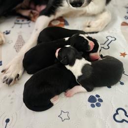 Border Collie and German Shepherd Puppies from Von Guadachi German Shepherds & Audacity Border Collies