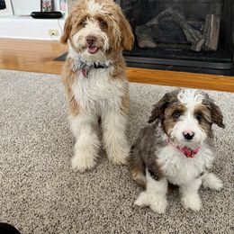 Aussiedoodle All Grown Up from White Pine Farm