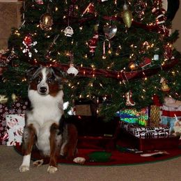 Miniature Australian Shepherd and Toy Australian Shepherd All Grown Up from 2Lazy2P Mini Aussies