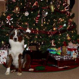 Miniature Australian Shepherd and Toy Australian Shepherd All Grown Up from 2Lazy2P Mini Aussies