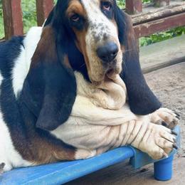 Elsie - Basset Hound