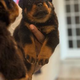 Purple - Black and mahogany female Rottweiler puppy in Kissimmee, Florida from Macht Haus Rottweilers