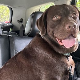 Labrador Retrievers from Riegel Labradors (no current litter)