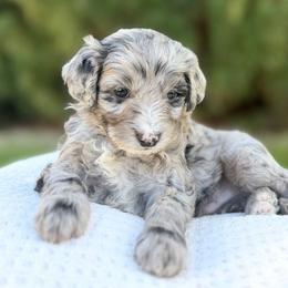 Pecan - Brown Boy - Blue merle male Bernedoodle puppy in Highland, Utah from Angel Pups Deluxe