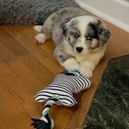 Aussiedoodle and Bernedoodle Puppies from LolliPop Farms