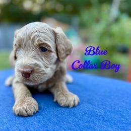Blue Boy - Apricot male Australian Labradoodle puppy in Rhode Island from Highland Beach Labradoodles